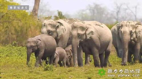 动物世界视频播放