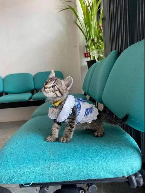 猫打针视频,温馨治愈的守护瞬间