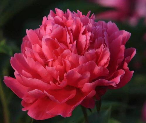 芍药的视频,绽放东方的美丽传奇