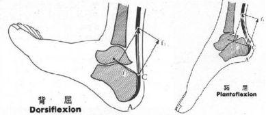 屈踝视频,轻松掌握踝关节灵活性训练