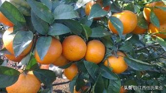 沃柑修剪技术视频,视频解析与实操指南